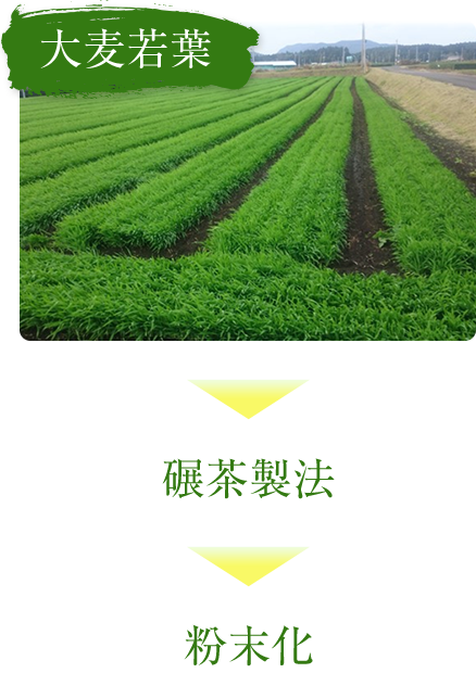 大麦若葉 碾茶製法 粉末化